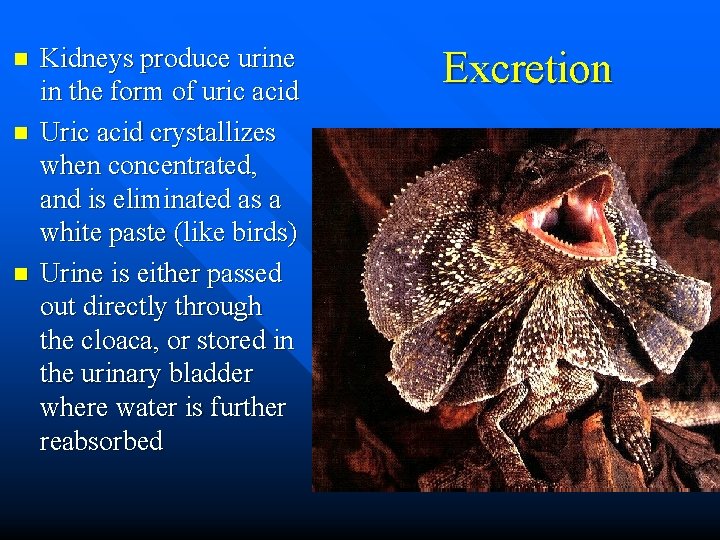 n n n Kidneys produce urine in the form of uric acid Uric acid