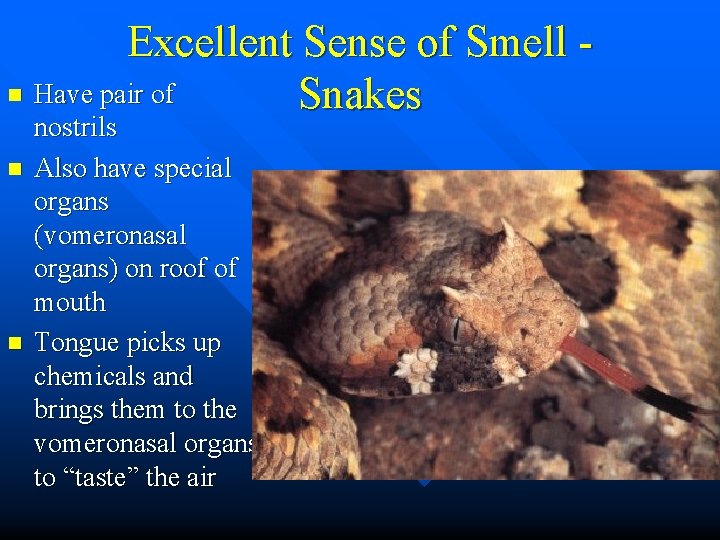 Excellent Sense of Smell n Have pair of Snakes n n nostrils Also have
