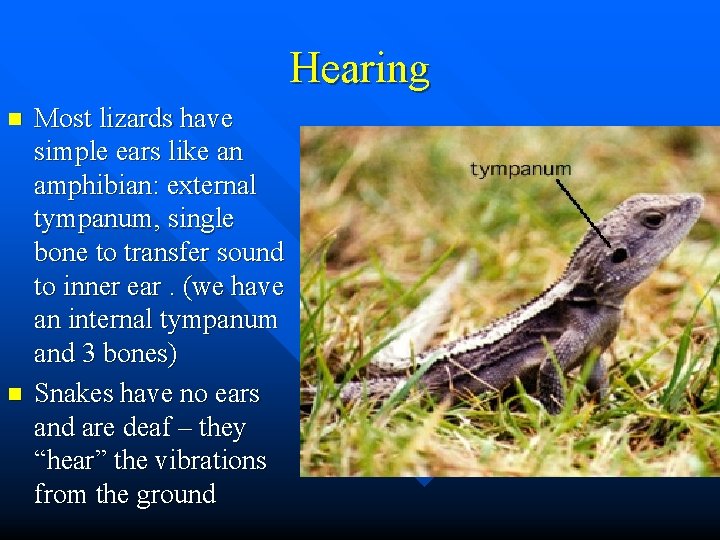 Hearing n n Most lizards have simple ears like an amphibian: external tympanum, single