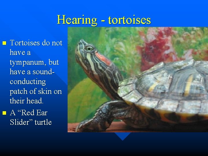 Hearing - tortoises n n Tortoises do not have a tympanum, but have a