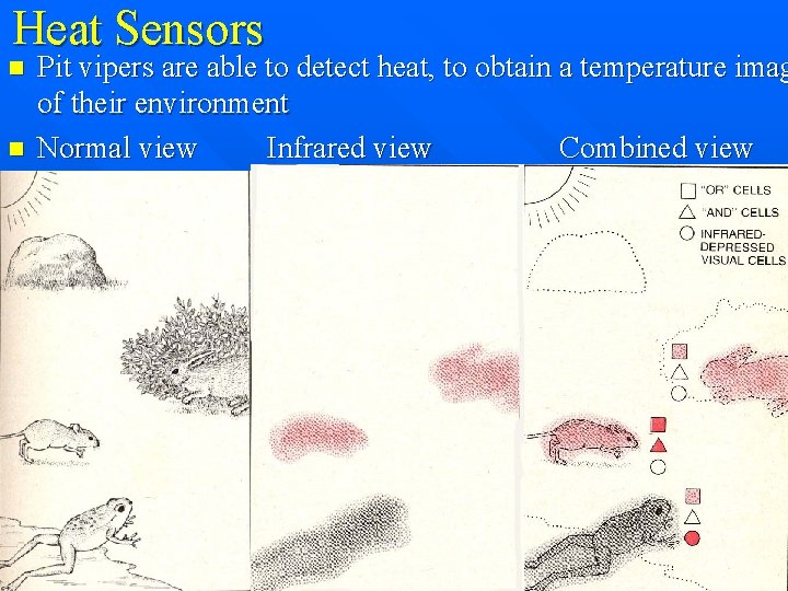 Heat Sensors n n Pit vipers are able to detect heat, to obtain a