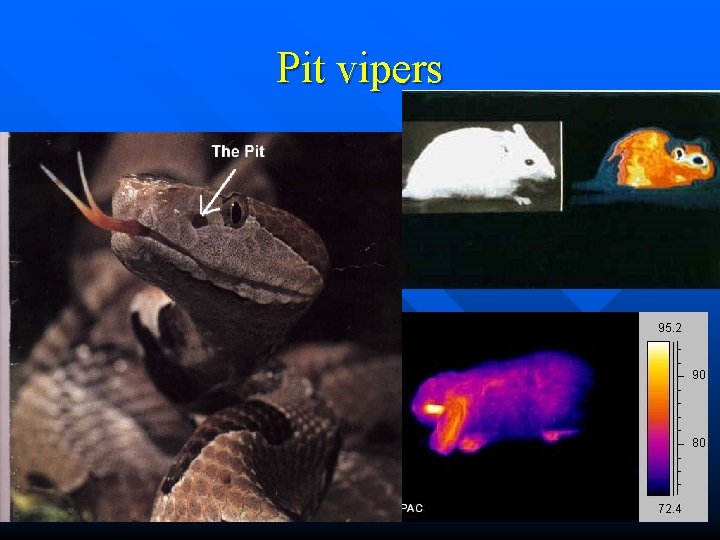 Pit vipers 