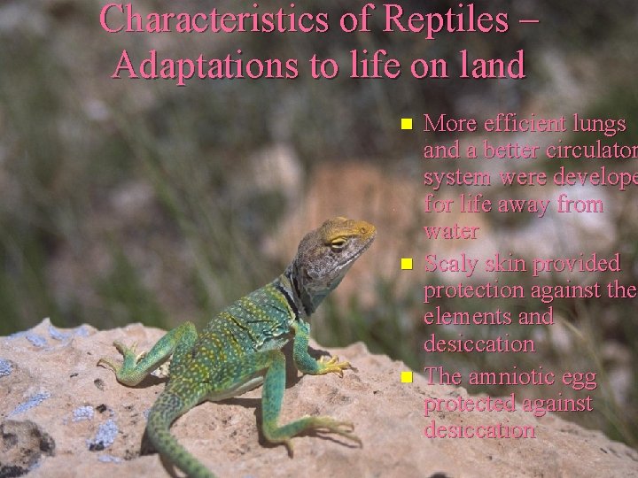 Characteristics of Reptiles – Adaptations to life on land n n n More efficient