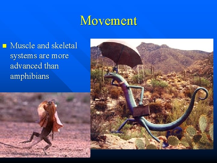 Movement n Muscle and skeletal systems are more advanced than amphibians 