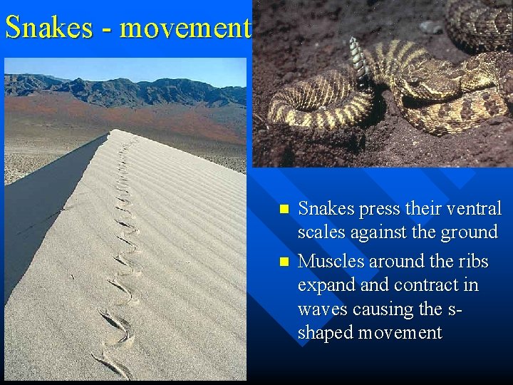 Snakes - movement n n Snakes press their ventral scales against the ground Muscles