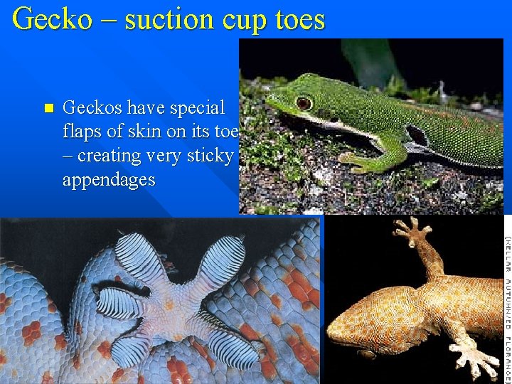 Gecko – suction cup toes n Geckos have special flaps of skin on its