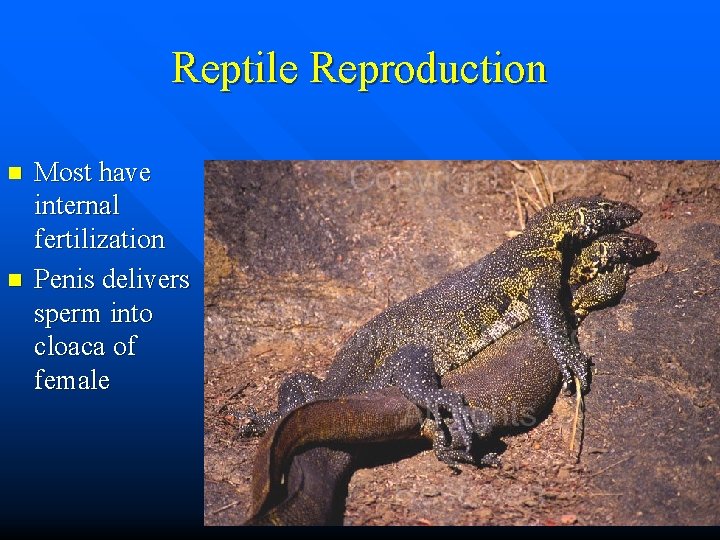 Reptile Reproduction n n Most have internal fertilization Penis delivers sperm into cloaca of
