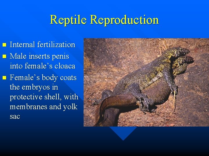 Reptile Reproduction n Internal fertilization Male inserts penis into female’s cloaca Female’s body coats