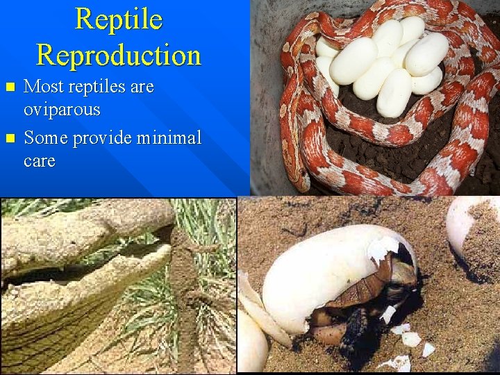 Reptile Reproduction n n Most reptiles are oviparous Some provide minimal care 