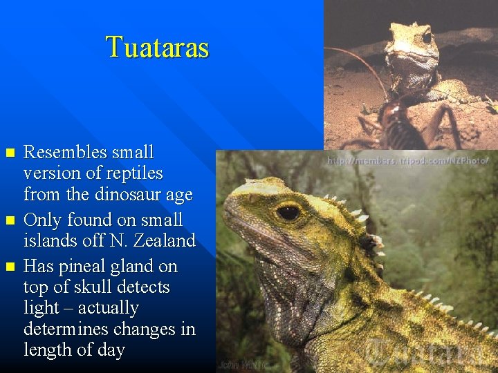 Tuataras n n n Resembles small version of reptiles from the dinosaur age Only