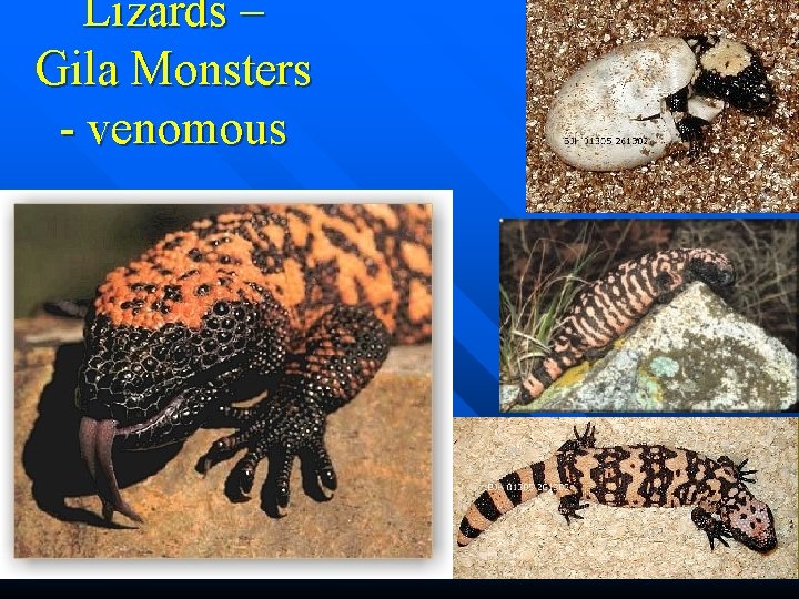 Lizards – Gila Monsters - venomous 