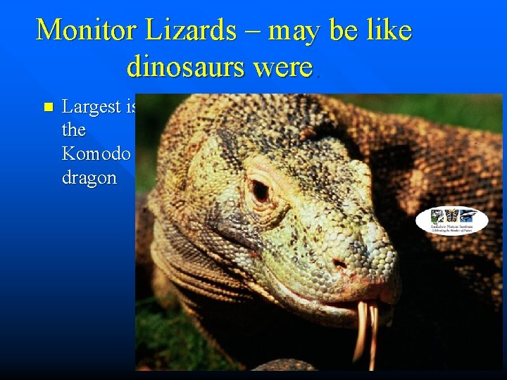 Monitor Lizards – may be like dinosaurs were. n Largest is the Komodo dragon