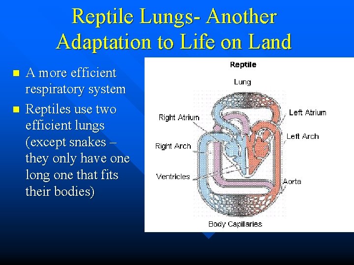 Reptile Lungs- Another Adaptation to Life on Land n n A more efficient respiratory