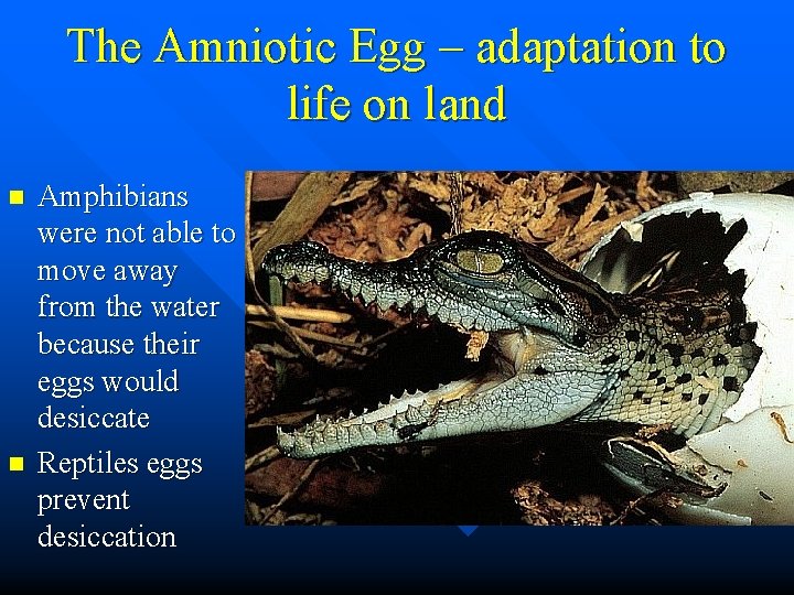 The Amniotic Egg – adaptation to life on land n n Amphibians were not