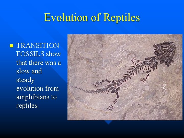 Evolution of Reptiles n TRANSITION FOSSILS show that there was a slow and steady