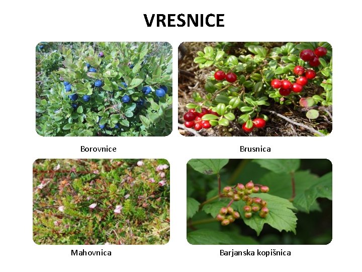 VRESNICE Borovnice Mahovnica Brusnica Barjanska kopišnica 