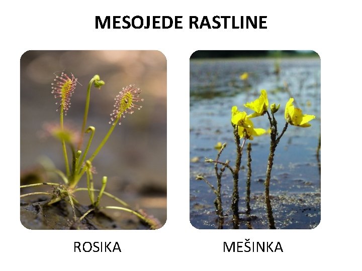 MESOJEDE RASTLINE ROSIKA MEŠINKA 