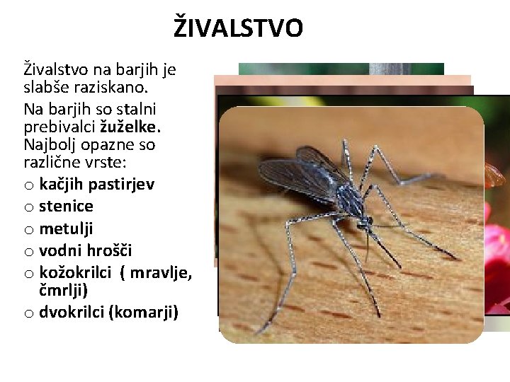 ŽIVALSTVO Živalstvo na barjih je slabše raziskano. Na barjih so stalni prebivalci žuželke. Najbolj