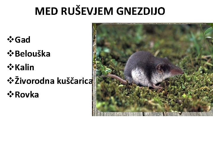 MED RUŠEVJEM GNEZDIJO v. Gad v. Belouška v. Kalin vŽivorodna kuščarica v. Rovka 