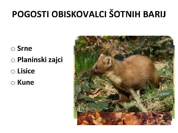 POGOSTI OBISKOVALCI ŠOTNIH BARIJ o Srne o Planinski zajci o Lisice o Kune 