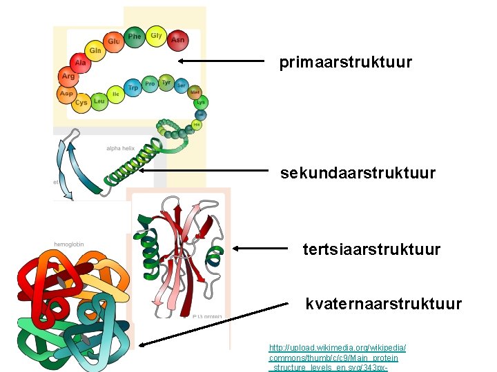 primaarstruktuur sekundaarstruktuur tertsiaarstruktuur kvaternaarstruktuur http: //upload. wikimedia. org/wikipedia/ commons/thumb/c/c 9/Main_protein _structure_levels_en. svg/343 px- 