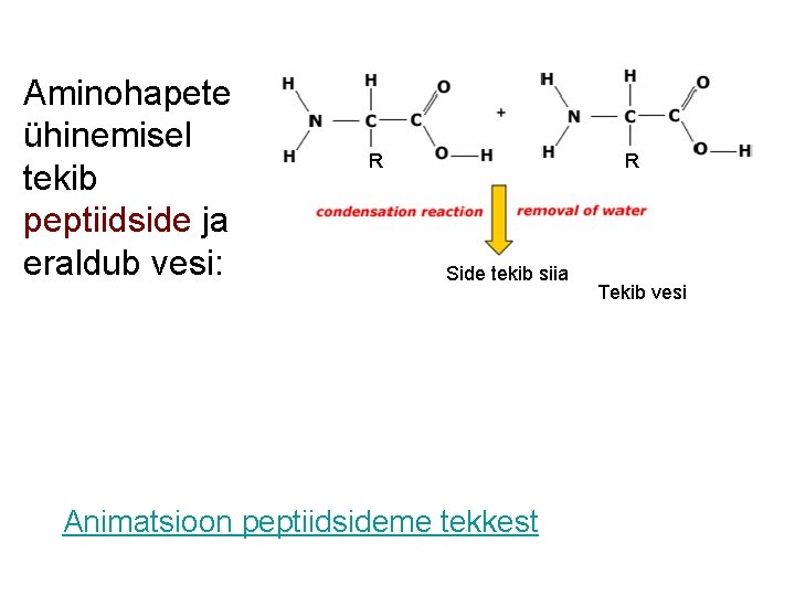Aminohapete ühinemisel tekib peptiidside ja eraldub vesi: R R Side tekib siia Animatsioon peptiidsideme