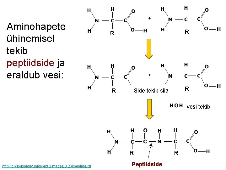 Aminohapete ühinemisel tekib peptiidside ja eraldub vesi: R R R Kahe aminohappe ühinemise tulemus