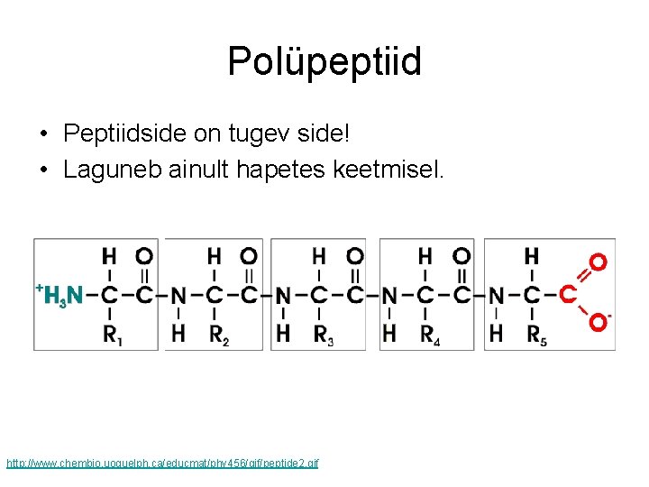 Polüpeptiid • Peptiidside on tugev side! • Laguneb ainult hapetes keetmisel. http: //www. chembio.