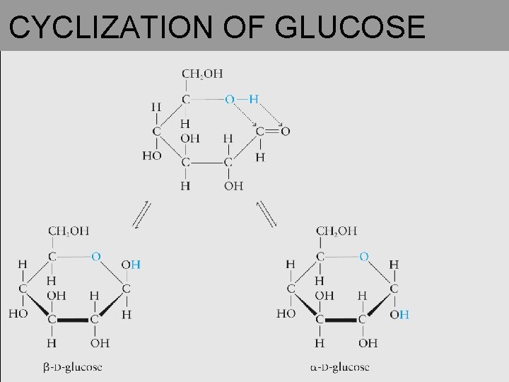 CYCLIZATION OF GLUCOSE 
