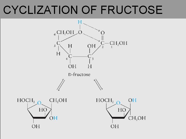 CYCLIZATION OF FRUCTOSE 