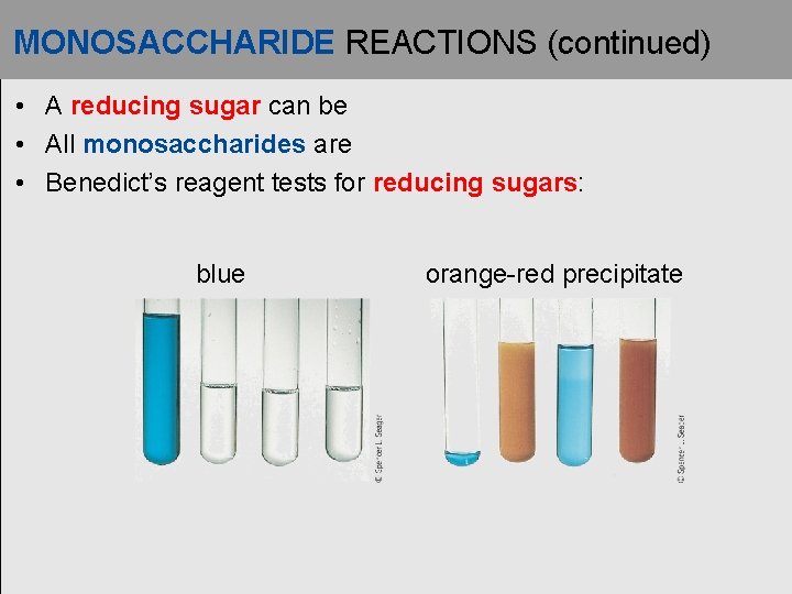 MONOSACCHARIDE REACTIONS (continued) • A reducing sugar can be • All monosaccharides are •