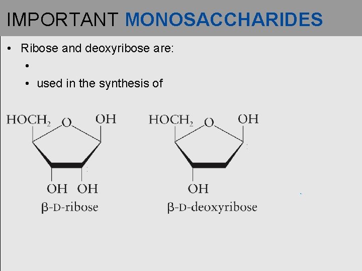 IMPORTANT MONOSACCHARIDES • Ribose and deoxyribose are: • • used in the synthesis of