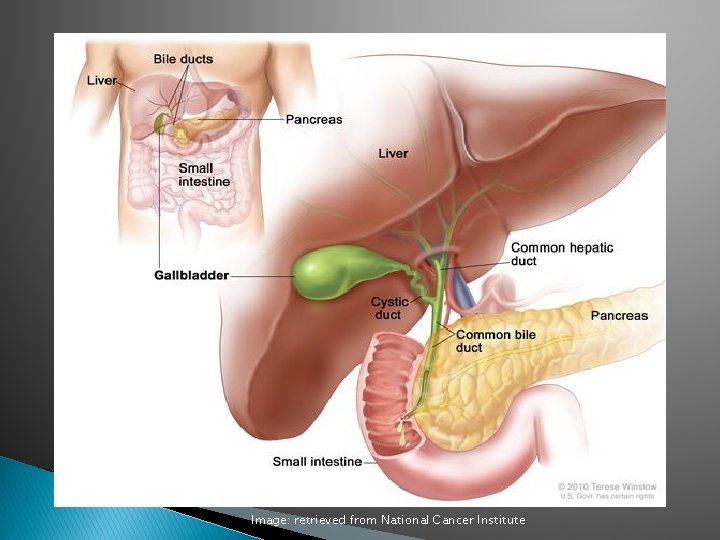 Gallbladder Image: retrieved from National Cancer Institute 