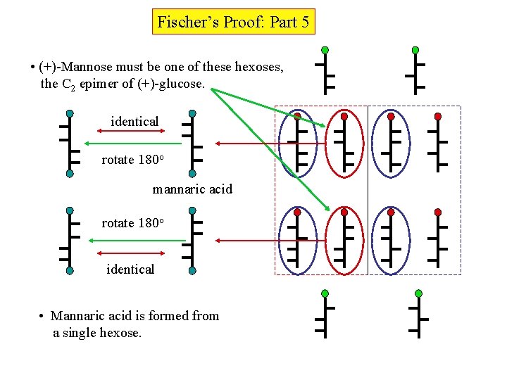 Fischer’s Proof: Part 5 • (+)-Mannose must be one of these hexoses, the C