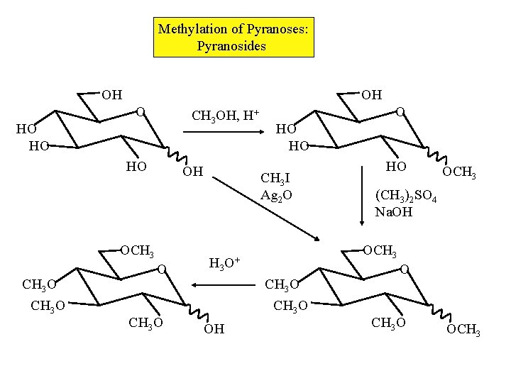 Methylation of Pyranoses: Pyranosides OH OH O CH 3 OH, H+ HO HO HO