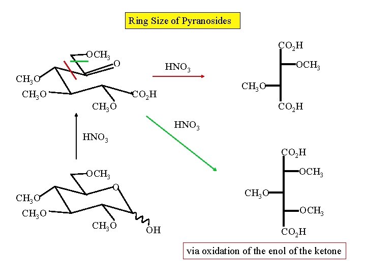 Ring Size of Pyranosides OCH 3 O CO 2 H O CH 3 O