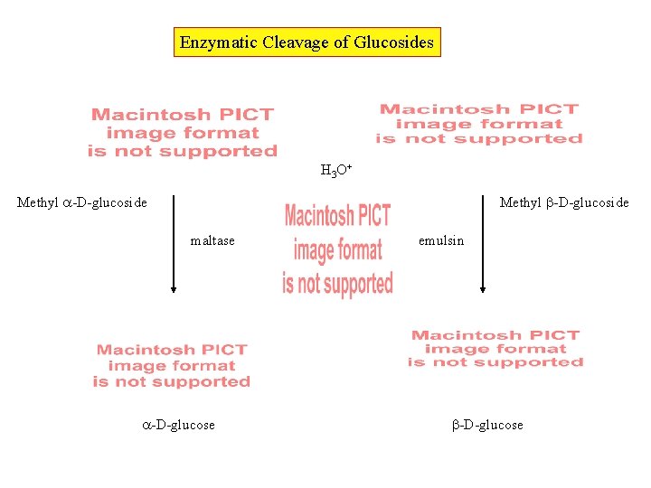 Enzymatic Cleavage of Glucosides H 3 O+ Methyl -D-glucoside maltase -D-glucose emulsin -D-glucose 