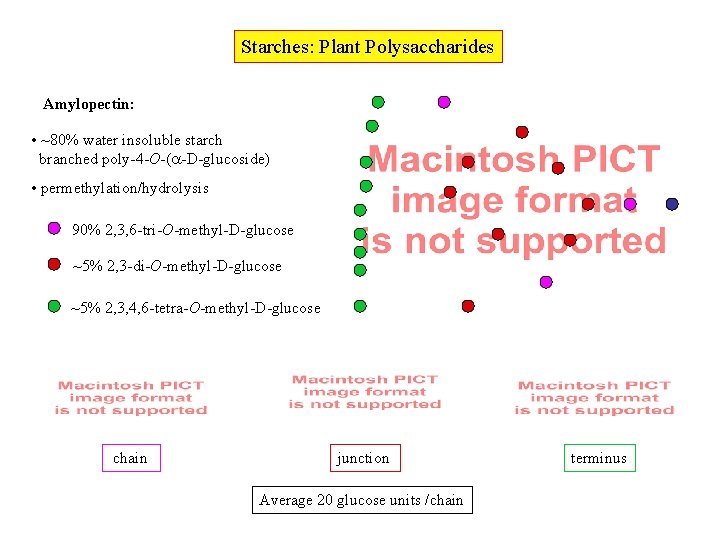 Starches: Plant Polysaccharides Amylopectin: • ~80% water insoluble starch branched poly-4 -O-( -D-glucoside) •