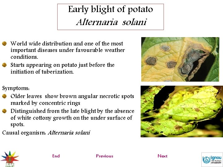 Early blight of potato Alternaria solani World wide distribution and one of the most