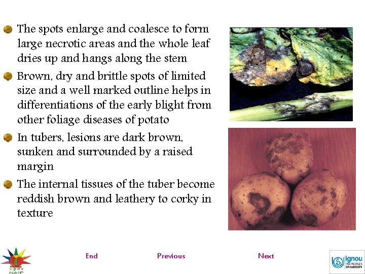 The spots enlarge and coalesce to form large necrotic areas and the whole leaf