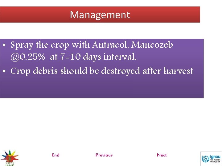 Management • Spray the crop with Antracol, Mancozeb @0. 25% at 7 -10 days