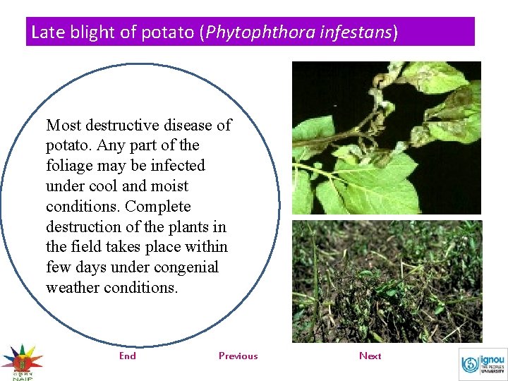 Late blight of potato (Phytophthora infestans) Most destructive disease of potato. Any part of