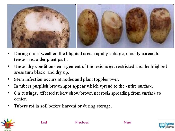  • During moist weather, the blighted areas rapidly enlarge, quickly spread to tender