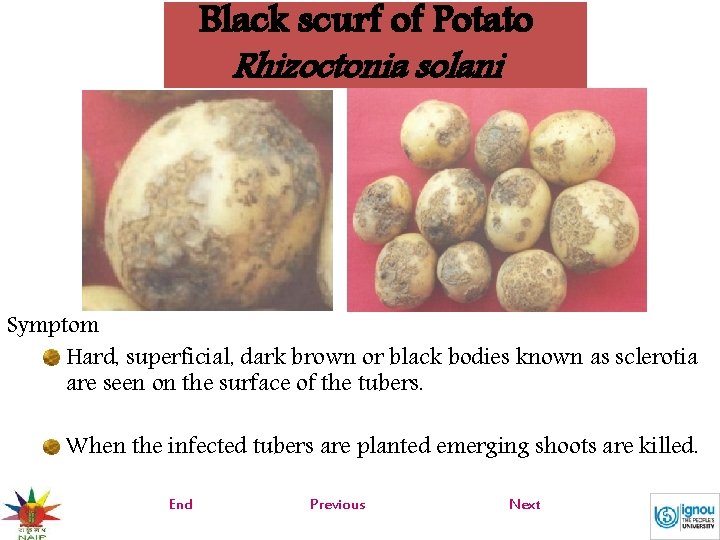 Black scurf of Potato Rhizoctonia solani Symptom Hard, superficial, dark brown or black bodies