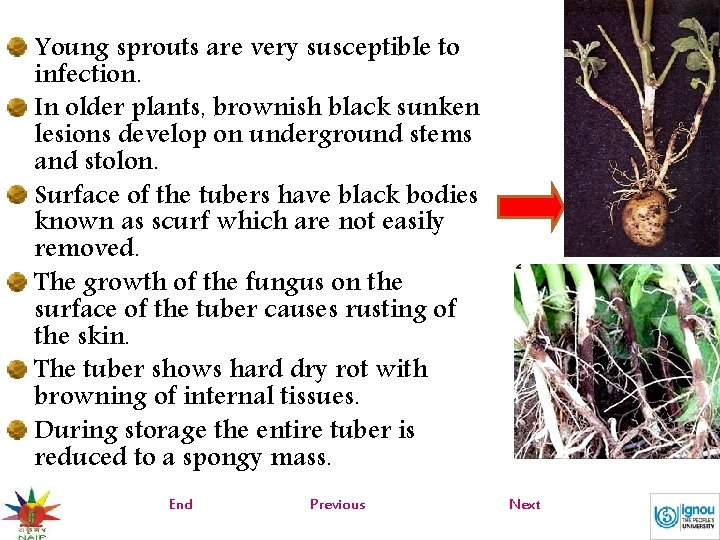 Young sprouts are very susceptible to infection. In older plants, brownish black sunken lesions