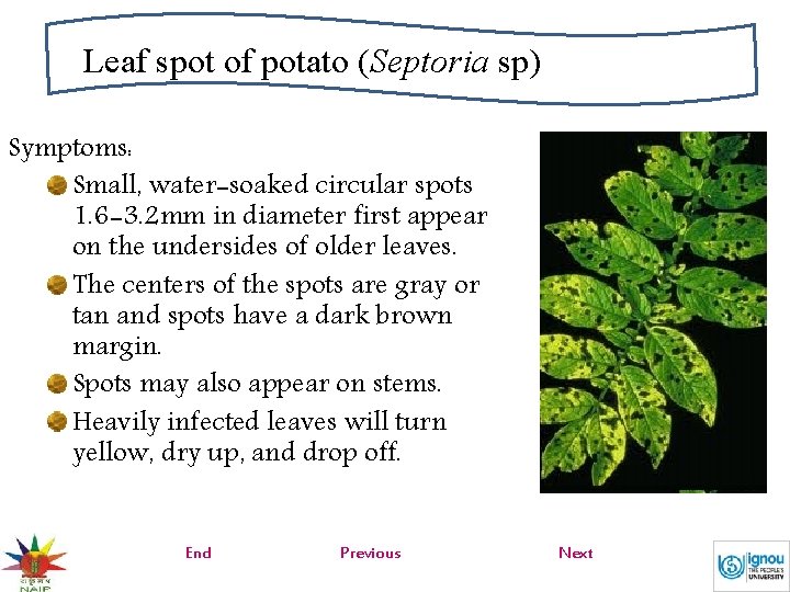 Leaf spot of potato (Septoria sp) Symptoms: Small, water-soaked circular spots 1. 6 -3.