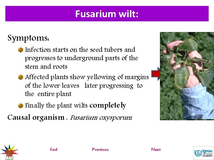 Fusarium wilt: Symptoms: Infection starts on the seed tubers and progresses to underground parts