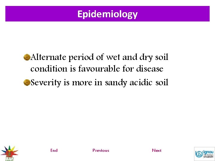 Epidemiology Alternate period of wet and dry soil condition is favourable for disease Severity