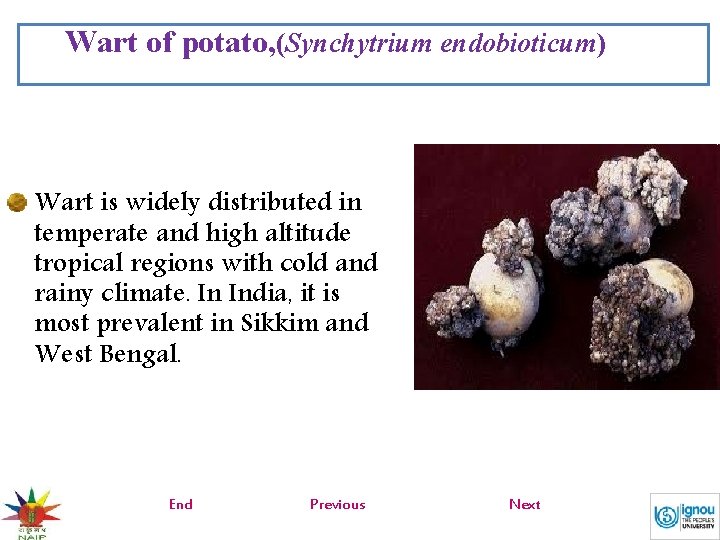 Wart of potato, (Synchytrium endobioticum) Wart is widely distributed in temperate and high altitude