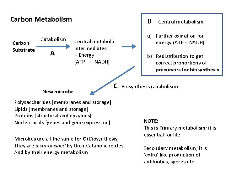 Carbon Metabolism Carbon Substrate Catabolism A B Central metabolic intermediates + Energy (ATP +